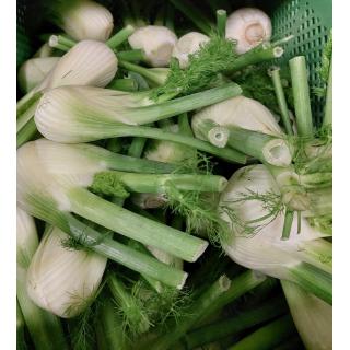 Fenchel