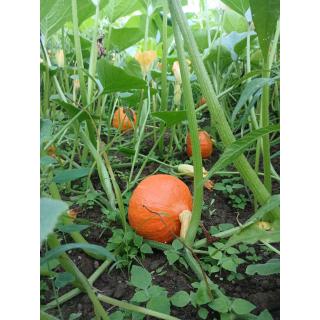 Kürbis Hokkaido