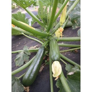 Zucchini